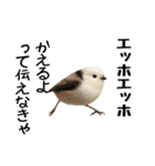 エッホエッホ！シマエナガです（個別スタンプ：10）