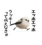 エッホエッホ！シマエナガです（個別スタンプ：12）