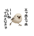 エッホエッホ！シマエナガです（個別スタンプ：21）