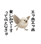 エッホエッホ！シマエナガです（個別スタンプ：22）