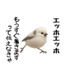 エッホエッホ！シマエナガです（個別スタンプ：23）