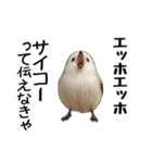 エッホエッホ！シマエナガです（個別スタンプ：25）