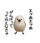 エッホエッホ！シマエナガです（個別スタンプ：33）