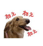 大阪弁の犬（個別スタンプ：1）