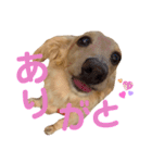 大阪弁の犬（個別スタンプ：3）