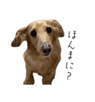大阪弁の犬（個別スタンプ：5）