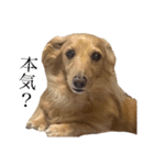 大阪弁の犬（個別スタンプ：6）
