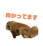 大阪弁の犬（個別スタンプ：7）
