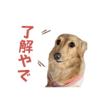 大阪弁の犬（個別スタンプ：8）