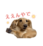 大阪弁の犬（個別スタンプ：11）