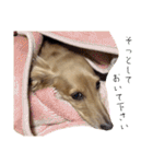 大阪弁の犬（個別スタンプ：14）