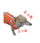 大阪弁の犬（個別スタンプ：17）