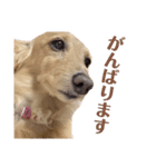 大阪弁の犬（個別スタンプ：18）