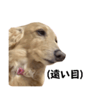 大阪弁の犬（個別スタンプ：19）