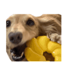 大阪弁の犬（個別スタンプ：22）