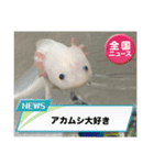 ウーパールーパーの可愛い日常生活（個別スタンプ：8）