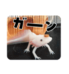ウーパールーパーの可愛い日常生活（個別スタンプ：15）