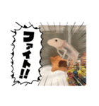 ウーパールーパーの可愛い日常生活（個別スタンプ：17）