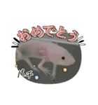 ウーパールーパーの可愛い日常生活（個別スタンプ：20）