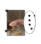 ウーパールーパーの可愛い日常生活（個別スタンプ：24）