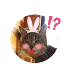 うちのnekoシリーズ6（個別スタンプ：5）