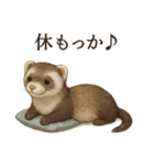 【癒し】リアルすぎるフェレットのまったり（個別スタンプ：11）