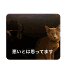 ドラコとルーナ（個別スタンプ：27）