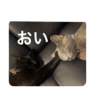 ドラコとルーナ（個別スタンプ：35）