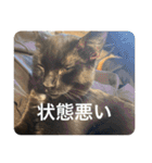 ドラコとルーナ（個別スタンプ：39）