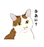 元祖ふとねこ堂のうきうきにゃんこ（個別スタンプ：27）