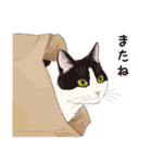 元祖ふとねこ堂のうきうきにゃんこ（個別スタンプ：31）