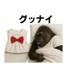 ゴリラさんのスタンプ.（個別スタンプ：40）