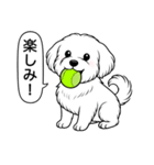 マルチーズ(ショートカット)（個別スタンプ：3）