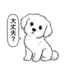 マルチーズ(ショートカット)（個別スタンプ：6）