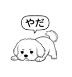 マルチーズ(ショートカット)（個別スタンプ：7）