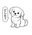 マルチーズ(ショートカット)（個別スタンプ：8）