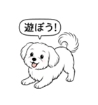 マルチーズ(ショートカット)（個別スタンプ：10）