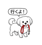 マルチーズ(ショートカット)（個別スタンプ：11）
