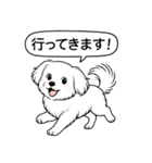 マルチーズ(ショートカット)（個別スタンプ：12）