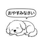 マルチーズ(ショートカット)（個別スタンプ：15）