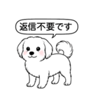 マルチーズ(ショートカット)（個別スタンプ：16）