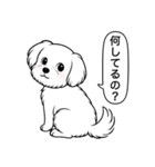 マルチーズ(ショートカット)（個別スタンプ：20）