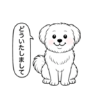 マルチーズ(ショートカット)（個別スタンプ：23）