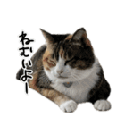 家族用スタンプ～Vre.ガチ猫～（個別スタンプ：8）
