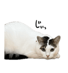 家族用スタンプ～Vre.ガチ猫～（個別スタンプ：17）