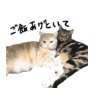家族用スタンプ～Vre.ガチ猫～（個別スタンプ：36）