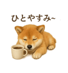 【癒し】リアルな柴犬のまったりカフェ一言（個別スタンプ：1）