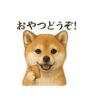 【癒し】リアルな柴犬のまったりカフェ一言（個別スタンプ：6）