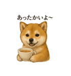 【癒し】リアルな柴犬のまったりカフェ一言（個別スタンプ：11）