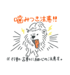 可愛いサモエドスタンプ（個別スタンプ：35）